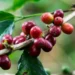 Los cafeteros de Colombia celebran el récord de precios del café en el mercado internacional