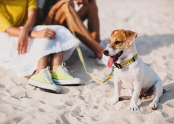 Miami Beach se vuelve más ‘pet-friendly’ con nuevas playas para perros