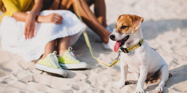 Miami Beach se vuelve más ‘pet-friendly’ con nuevas playas para perros