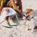 Miami Beach se vuelve más ‘pet-friendly’ con nuevas playas para perros