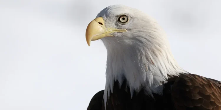 Biden convierte oficialmente al águila calva en el ave nacional de EEUU
