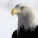 Biden convierte oficialmente al águila calva en el ave nacional de EEUU