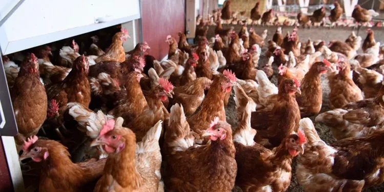 EEUU reporta primera muerte por gripe aviar en el país