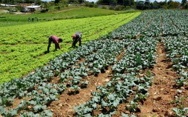Oferta y demanda agrícola sin financiación del sector, por Isaías A. Márquez Díaz