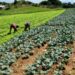 Oferta y demanda agrícola sin financiación del sector, por Isaías A. Márquez Díaz