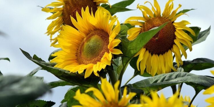 ¿Por qué se regalan flores amarillas el 21 de marzo?