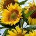 ¿Por qué se regalan flores amarillas el 21 de marzo?
