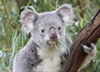 Australia sacrifica a 750 koalas con francotiradores tras daños por un incendio