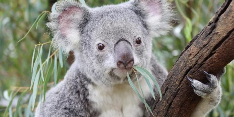 Australia sacrifica a 750 koalas con francotiradores tras daños por un incendio
