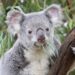 Australia sacrifica a 750 koalas con francotiradores tras daños por un incendio