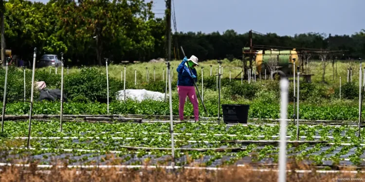 Vuelven las redadas a trabajadores del campo en EEUU