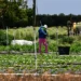 Vuelven las redadas a trabajadores del campo en EEUU