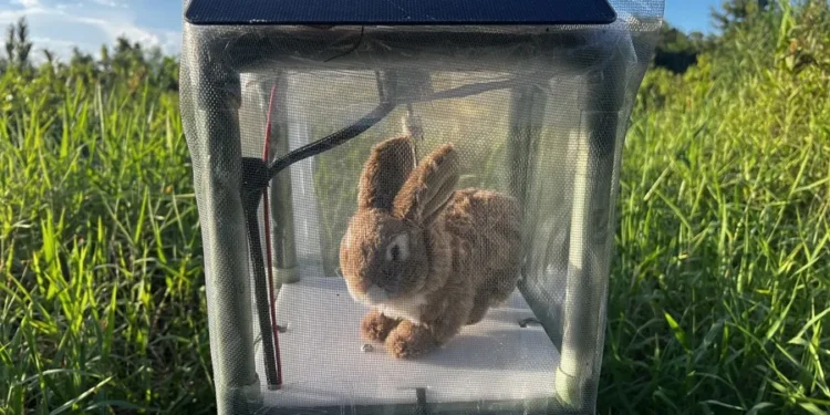Tecnología contra la invasión: Florida usa conejos robots para atrapar pitones birmanas