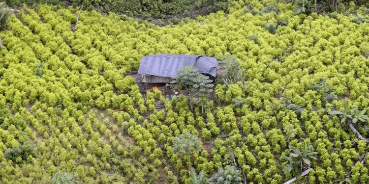 EEUU retira a Colombia de la lista de países que luchan contra el narcotráfico