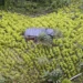 EEUU retira a Colombia de la lista de países que luchan contra el narcotráfico
