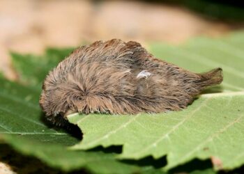 Oruga «Peluche» altamente venenosa regresa a Florida en el otoño