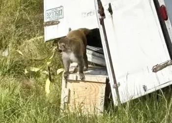 Autoridades buscan mono de laboratorio tras accidente vehicular en Misisipi