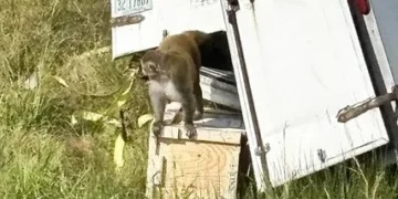 Autoridades buscan mono de laboratorio tras accidente vehicular en Misisipi