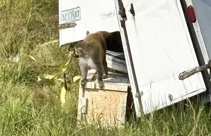 Autoridades buscan mono de laboratorio tras accidente vehicular en Misisipi
