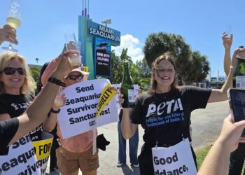 Activistas de la organización Personas por el Trato Ético de los Animales (PETA) celebran, el 12 de octubre de 2025, el cierre del Miami Seaquarium.
